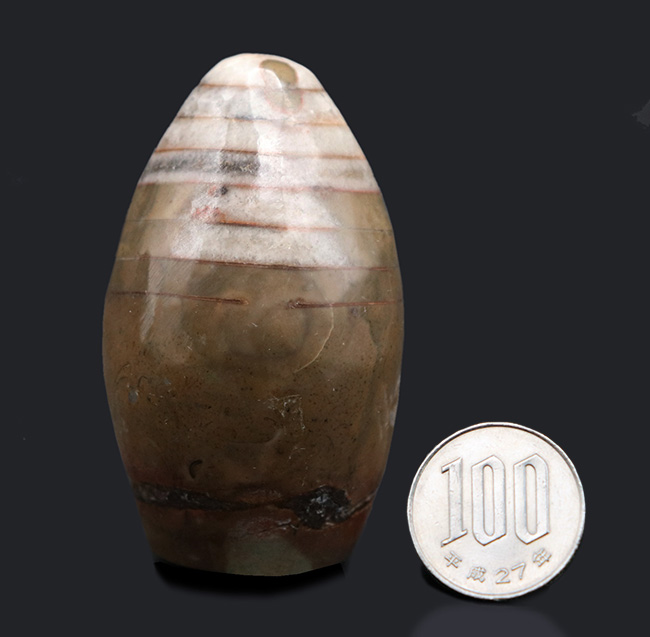 ゴンフォセラス化石 Gomphoceras モロッコ産