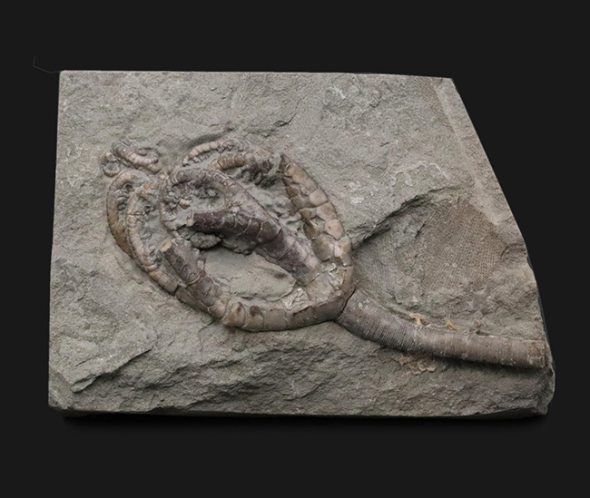 立体的！北米でしか採集されないレアなウミユリ、オニコクリヌス・エクスクルプトス（Onychocrinus exculptus）の化石（その1）