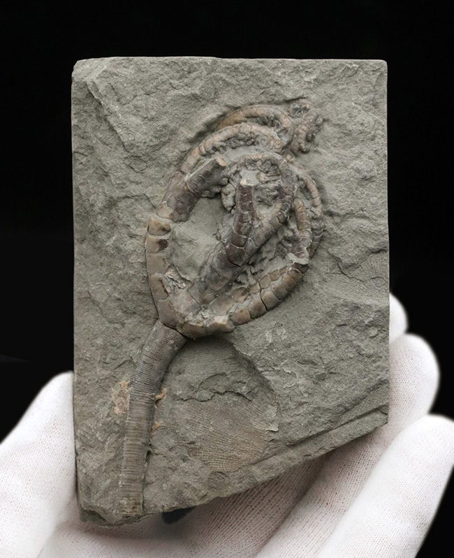 立体的！北米でしか採集されないレアなウミユリ、オニコクリヌス・エクスクルプトス（Onychocrinus exculptus）の化石（その2）