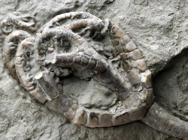 立体的！北米でしか採集されないレアなウミユリ、オニコクリヌス・エクスクルプトス（Onychocrinus exculptus）の化石（その4）