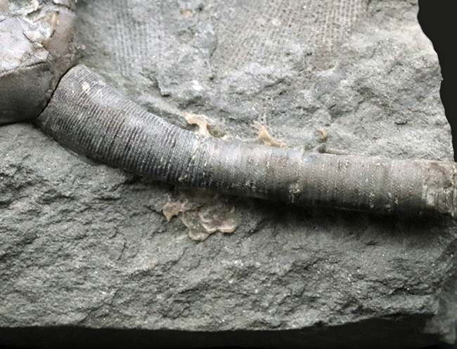 立体的！北米でしか採集されないレアなウミユリ、オニコクリヌス・エクスクルプトス（Onychocrinus exculptus）の化石（その5）