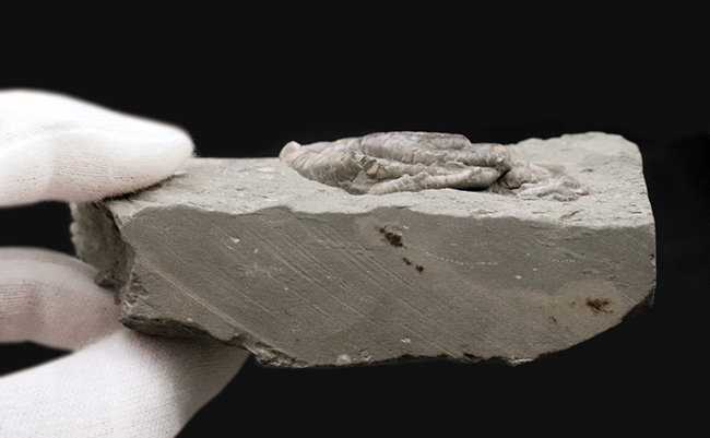 立体的！北米でしか採集されないレアなウミユリ、オニコクリヌス・エクスクルプトス（Onychocrinus exculptus）の化石（その6）