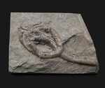 立体的！北米でしか採集されないレアなウミユリ、オニコクリヌス・エクスクルプトス（Onychocrinus exculptus）の化石