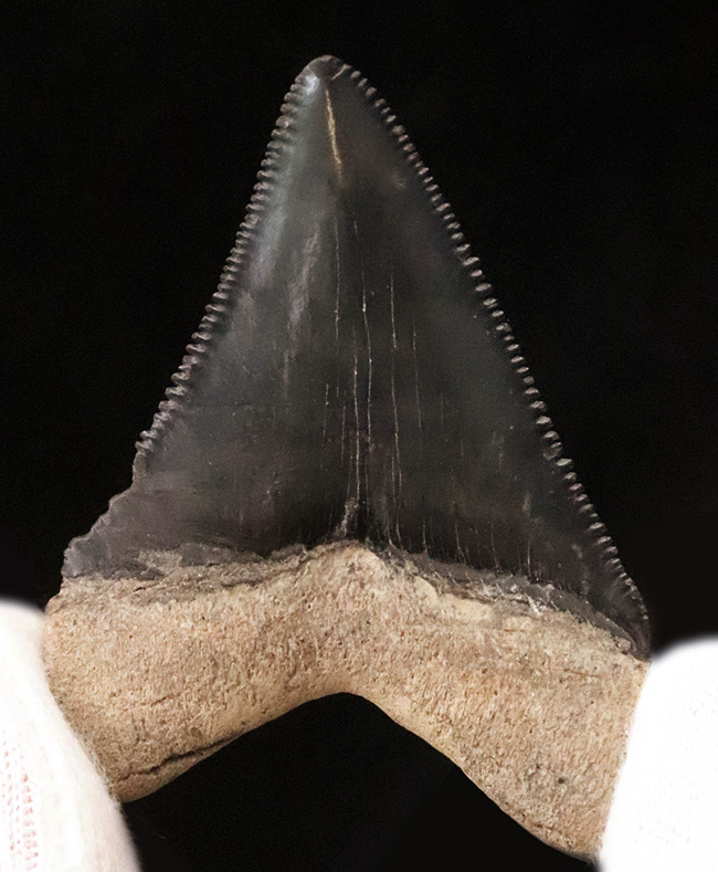 魅惑のグレイッシュブルー……米国フロリダ州の中新世の地層から発見・採集された、非常に美しい古代鮫の歯化石（その1）