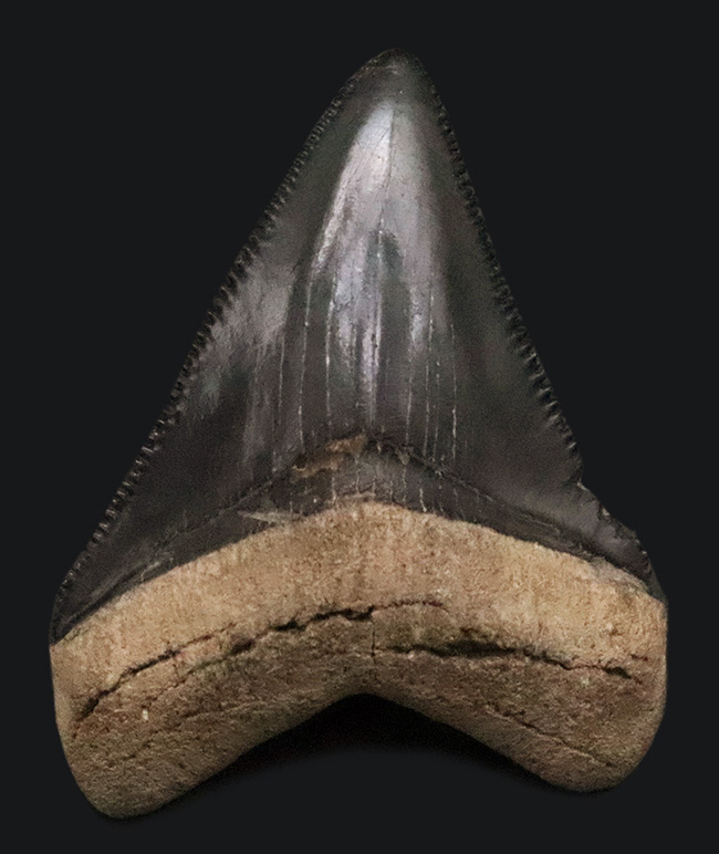 魅惑のグレイッシュブルー……米国フロリダ州の中新世の地層から発見・採集された、非常に美しい古代鮫の歯化石（その2）