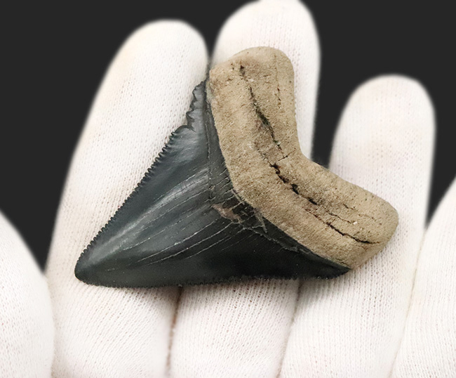 魅惑のグレイッシュブルー……米国フロリダ州の中新世の地層から発見・採集された、非常に美しい古代鮫の歯化石（その3）