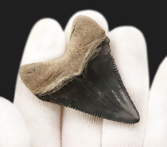 魅惑のグレイッシュブルー……米国フロリダ州の中新世の地層から発見・採集された、非常に美しい古代鮫の歯化石（その4）