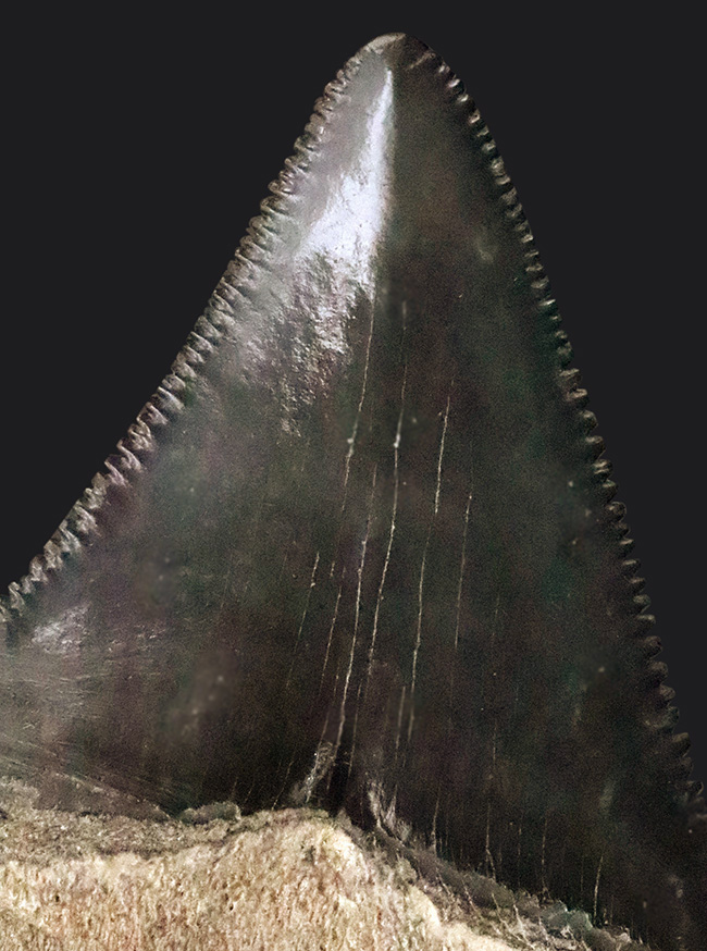 魅惑のグレイッシュブルー……米国フロリダ州の中新世の地層から発見・採集された、非常に美しい古代鮫の歯化石（その5）