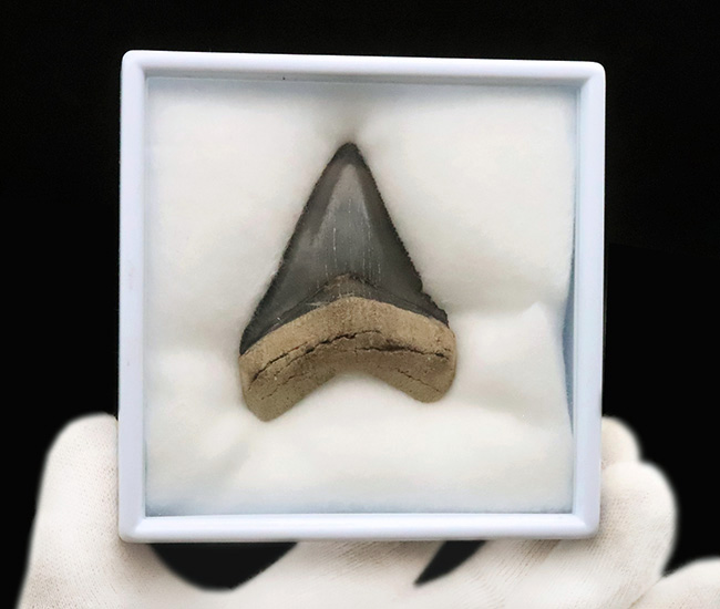 魅惑のグレイッシュブルー……米国フロリダ州の中新世の地層から発見・採集された、非常に美しい古代鮫の歯化石（その7）