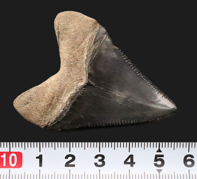 魅惑のグレイッシュブルー……米国フロリダ州の中新世の地層から発見・採集された、非常に美しい古代鮫の歯化石（その8）