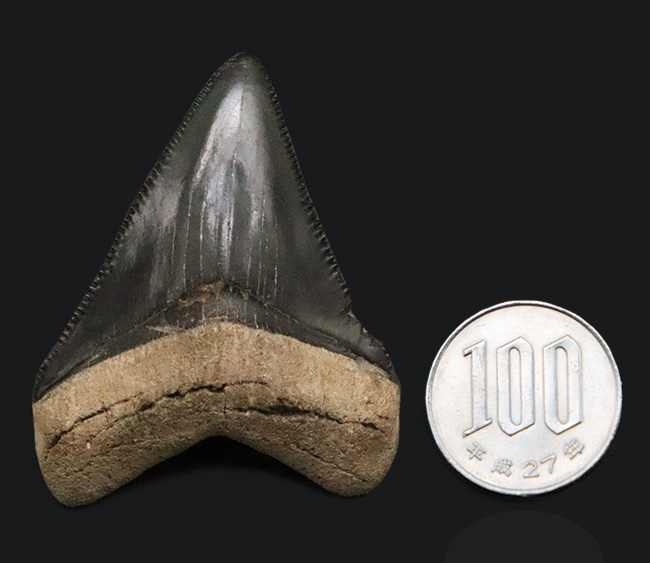 魅惑のグレイッシュブルー……米国フロリダ州の中新世の地層から発見・採集された、非常に美しい古代鮫の歯化石（その9）