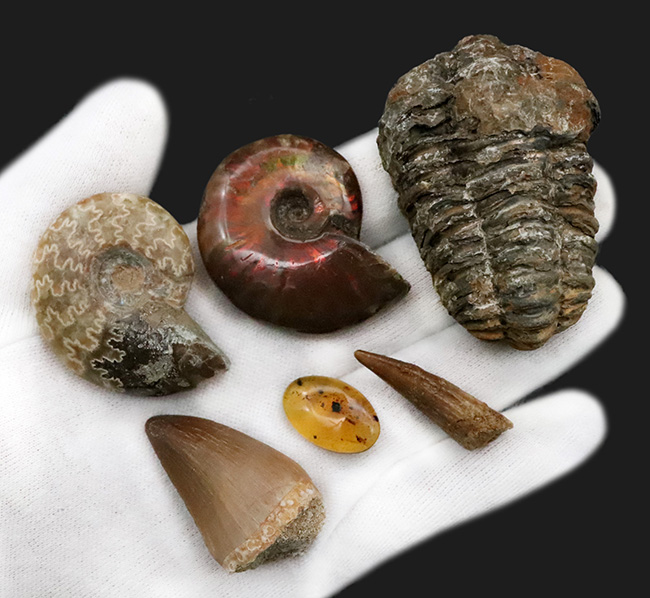 【2025年クリスマス限定】恐竜・化石が大好きなお子さまへ。本物6点の豪華化石コレクション｜スピノ＆モササウルスの歯・琥珀・三葉虫・アンモナイト2種｜ラッピング無料・数量限定（その1）