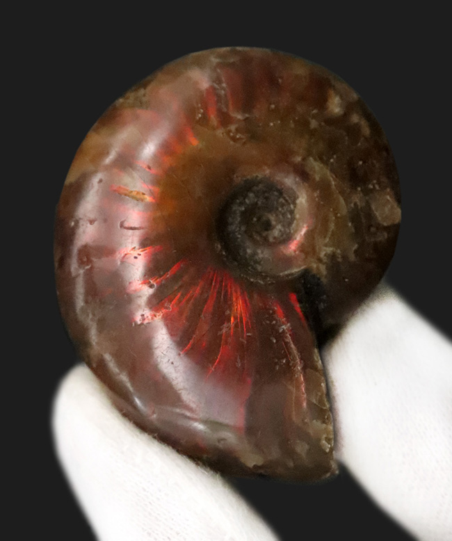 【2025年クリスマス限定】恐竜・化石が大好きなお子さまへ。本物6点の豪華化石コレクション｜スピノ＆モササウルスの歯・琥珀・三葉虫・アンモナイト2種｜ラッピング無料・数量限定（その2）