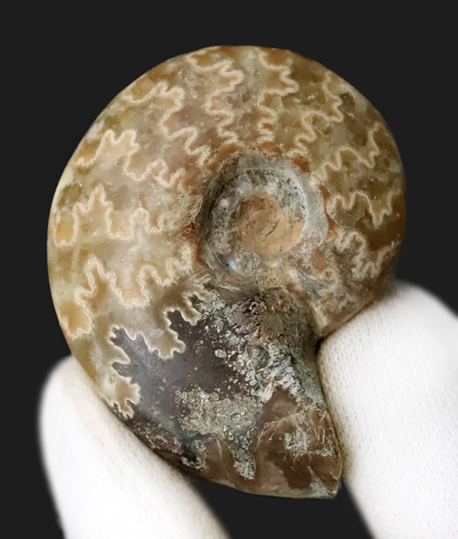 【2025年クリスマス限定】恐竜・化石が大好きなお子さまへ。本物6点の豪華化石コレクション｜スピノ＆モササウルスの歯・琥珀・三葉虫・アンモナイト2種｜ラッピング無料・数量限定（その3）