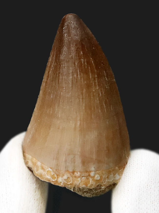 【2025年クリスマス限定】恐竜・化石が大好きなお子さまへ。本物6点の豪華化石コレクション｜スピノ＆モササウルスの歯・琥珀・三葉虫・アンモナイト2種｜ラッピング無料・数量限定（その4）