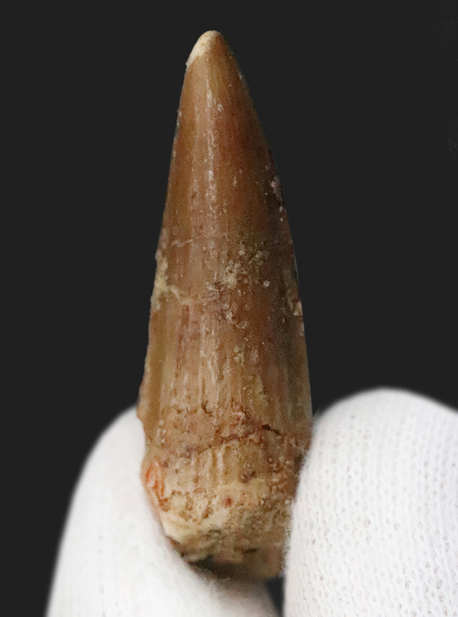 【2025年クリスマス限定】恐竜・化石が大好きなお子さまへ。本物6点の豪華化石コレクション｜スピノ＆モササウルスの歯・琥珀・三葉虫・アンモナイト2種｜ラッピング無料・数量限定（その5）