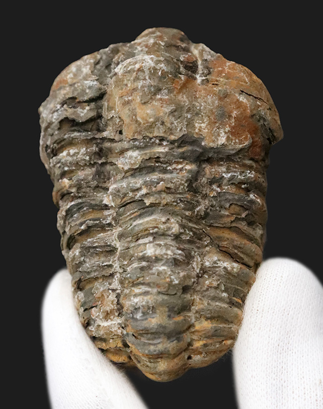 【2025年クリスマス限定】恐竜・化石が大好きなお子さまへ。本物6点の豪華化石コレクション｜スピノ＆モササウルスの歯・琥珀・三葉虫・アンモナイト2種｜ラッピング無料・数量限定（その6）