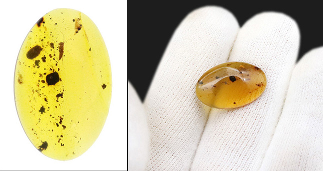 【2025年クリスマス限定】恐竜・化石が大好きなお子さまへ。本物6点の豪華化石コレクション｜スピノ＆モササウルスの歯・琥珀・三葉虫・アンモナイト2種｜ラッピング無料・数量限定（その7）