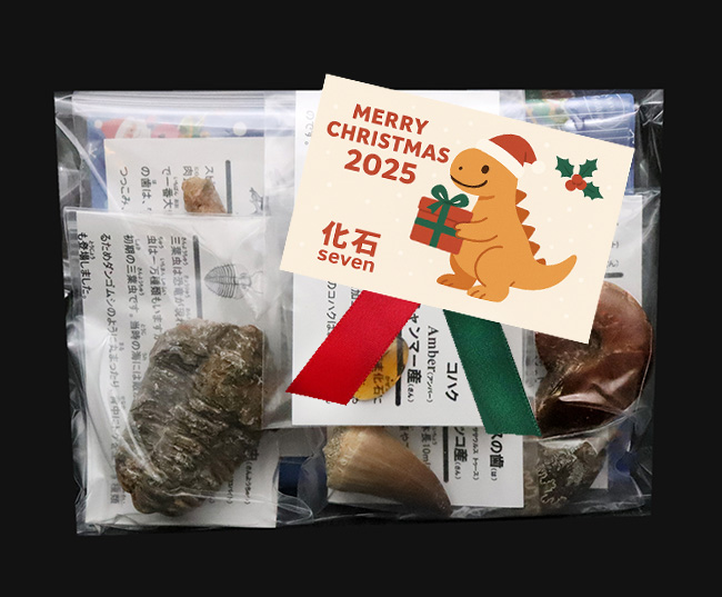 【2025年クリスマス限定】恐竜・化石が大好きなお子さまへ。本物6点の豪華化石コレクション｜スピノ＆モササウルスの歯・琥珀・三葉虫・アンモナイト2種｜ラッピング無料・数量限定（その8）