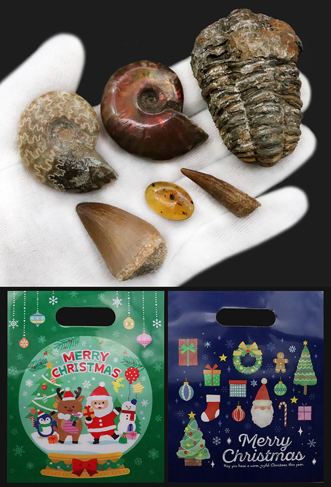 【2025年クリスマス限定】恐竜・化石が大好きなお子さまへ。本物6点の豪華化石コレクション｜スピノ＆モササウルスの歯・琥珀・三葉虫・アンモナイト2種｜ラッピング無料・数量限定（その9）