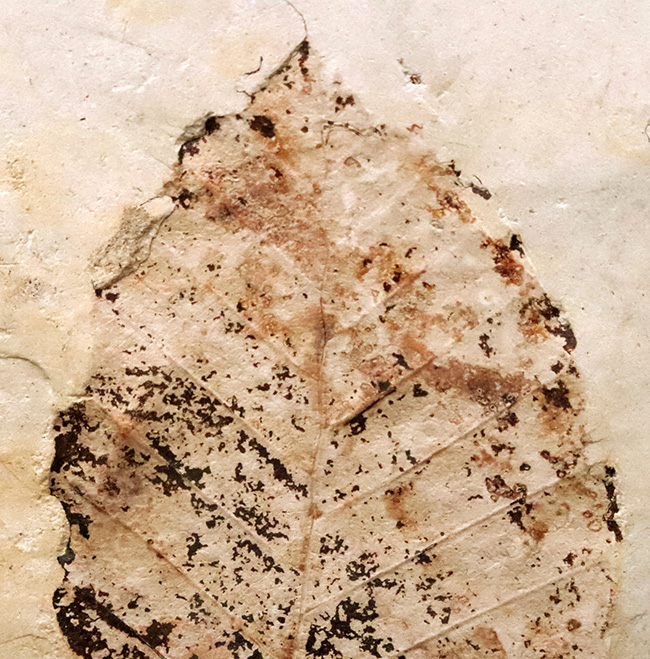 炭素化して黒く残った部分あり！岩手県岩手郡雫石町・用ノ沢産、ニレ類、あるいはケヤキ類と考えられる木の葉の化石（その2）