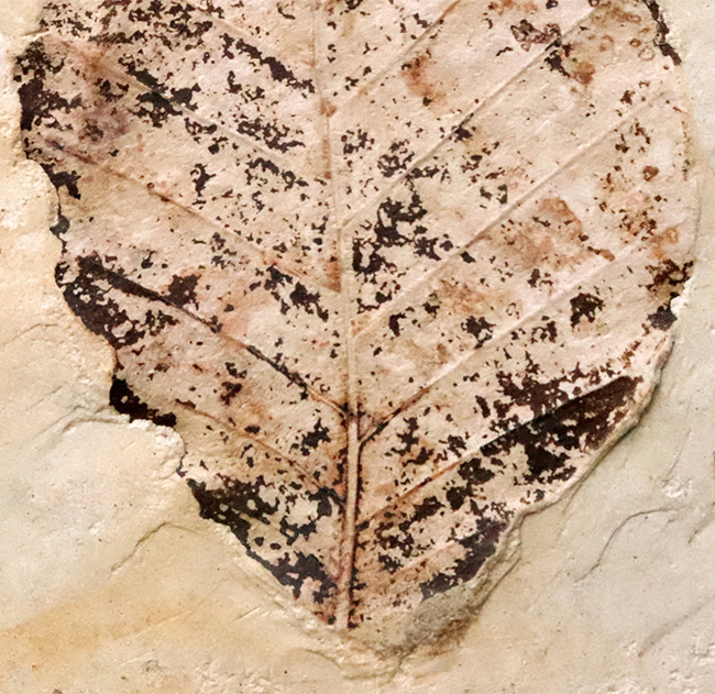 炭素化して黒く残った部分あり！岩手県岩手郡雫石町・用ノ沢産、ニレ類、あるいはケヤキ類と考えられる木の葉の化石（その3）