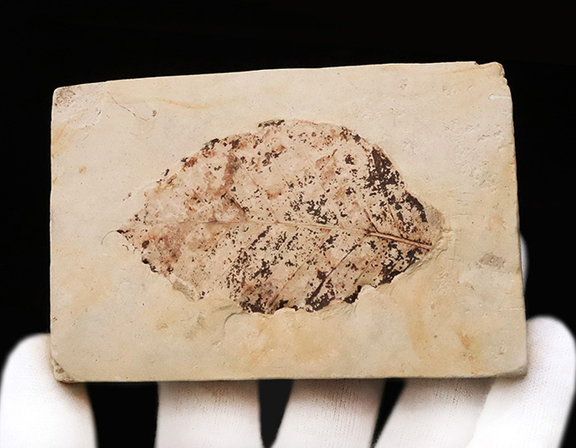 炭素化して黒く残った部分あり！岩手県岩手郡雫石町・用ノ沢産、ニレ類、あるいはケヤキ類と考えられる木の葉の化石（その4）