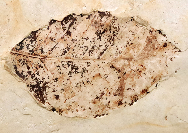 炭素化して黒く残った部分あり！岩手県岩手郡雫石町・用ノ沢産、ニレ類、あるいはケヤキ類と考えられる木の葉の化石（その5）