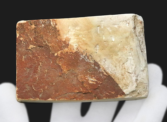 炭素化して黒く残った部分あり！岩手県岩手郡雫石町・用ノ沢産、ニレ類、あるいはケヤキ類と考えられる木の葉の化石（その6）