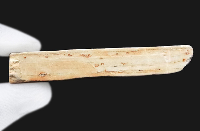 炭素化して黒く残った部分あり！岩手県岩手郡雫石町・用ノ沢産、ニレ類、あるいはケヤキ類と考えられる木の葉の化石（その7）