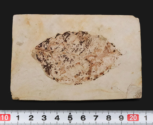 炭素化して黒く残った部分あり！岩手県岩手郡雫石町・用ノ沢産、ニレ類、あるいはケヤキ類と考えられる木の葉の化石（その8）