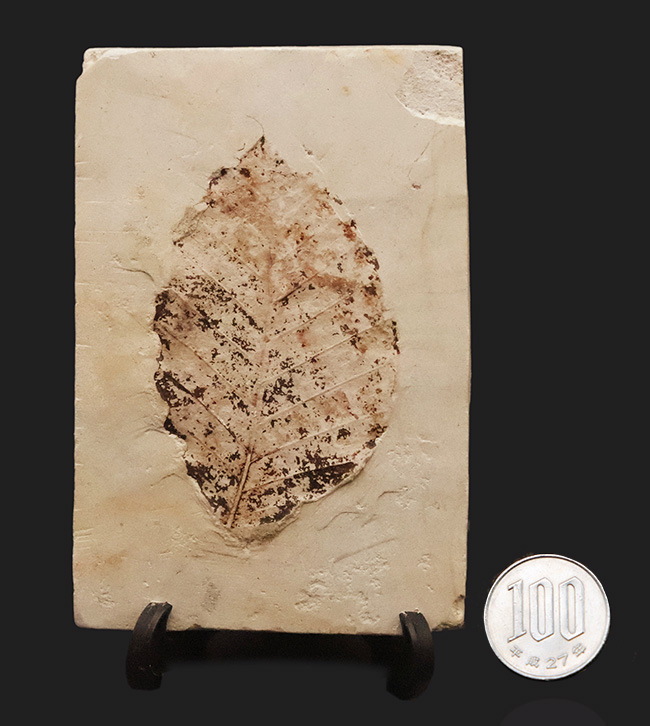 炭素化して黒く残った部分あり！岩手県岩手郡雫石町・用ノ沢産、ニレ類、あるいはケヤキ類と考えられる木の葉の化石（その9）