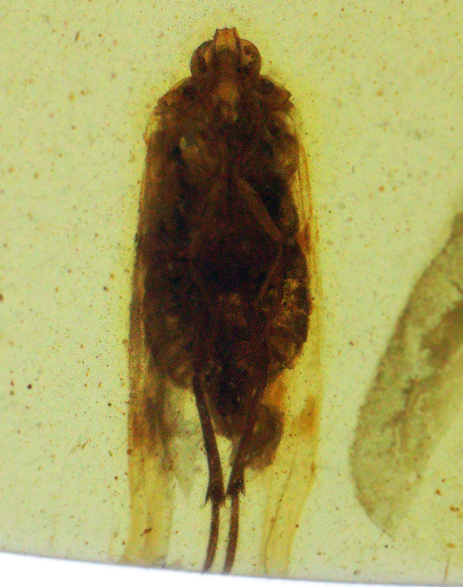 抜群の透明度を誇る、内部に微小な昆虫を内包したミャンマー産・恐竜時代の琥珀 ― バーマイト（Burmite）（その1）