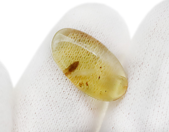 抜群の透明度を誇る、内部に微小な昆虫を内包したミャンマー産・恐竜時代の琥珀 ― バーマイト（Burmite）（その2）