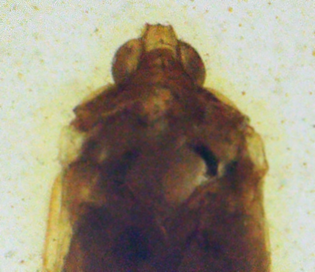 抜群の透明度を誇る、内部に微小な昆虫を内包したミャンマー産・恐竜時代の琥珀 ― バーマイト（Burmite）（その3）