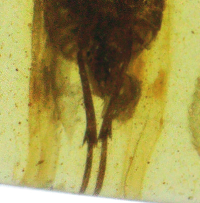 抜群の透明度を誇る、内部に微小な昆虫を内包したミャンマー産・恐竜時代の琥珀 ― バーマイト（Burmite）（その4）