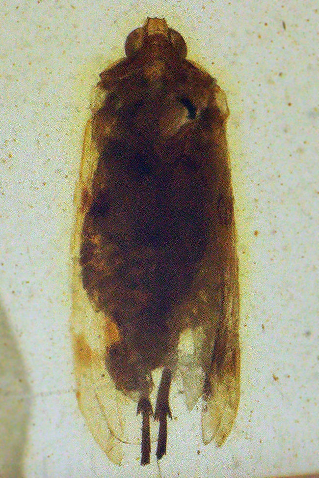 抜群の透明度を誇る、内部に微小な昆虫を内包したミャンマー産・恐竜時代の琥珀 ― バーマイト（Burmite）（その7）