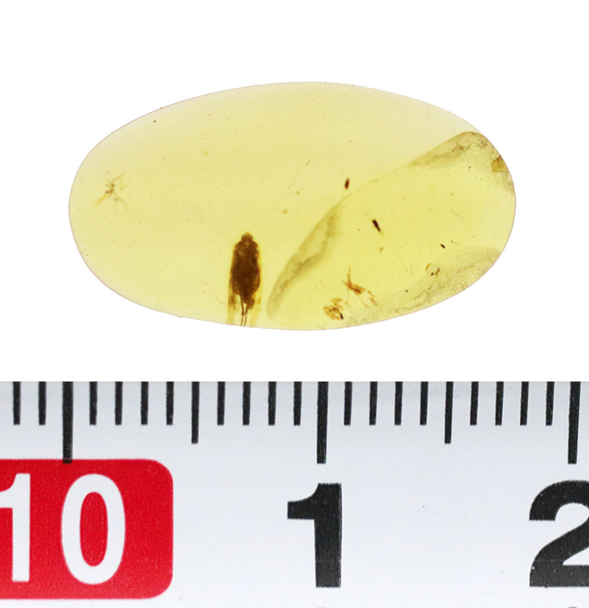 抜群の透明度を誇る、内部に微小な昆虫を内包したミャンマー産・恐竜時代の琥珀 ― バーマイト（Burmite）（その8）