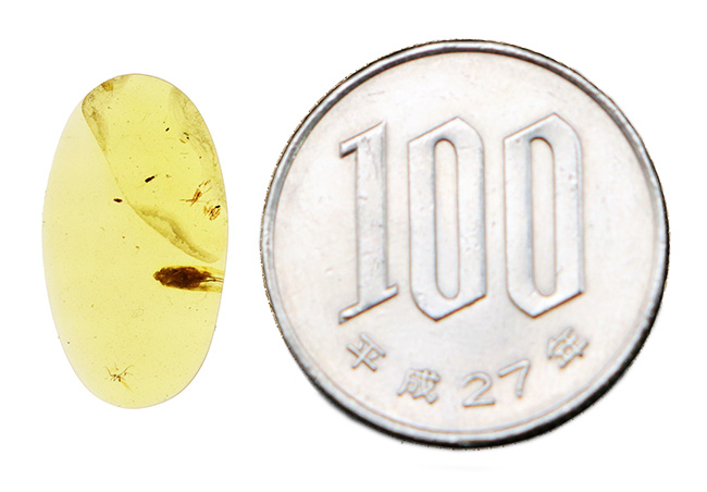 抜群の透明度を誇る、内部に微小な昆虫を内包したミャンマー産・恐竜時代の琥珀 ― バーマイト（Burmite）（その9）