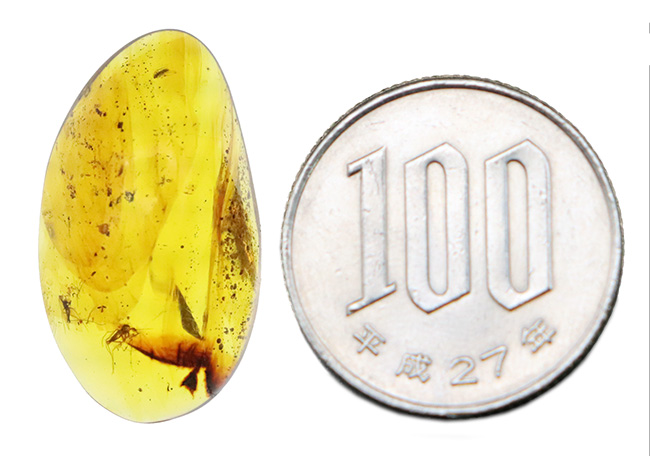 25ミリ級の好サイズ！複数の虫を内包した、世界最古級の琥珀・バーマイト（Burmite）（その10）