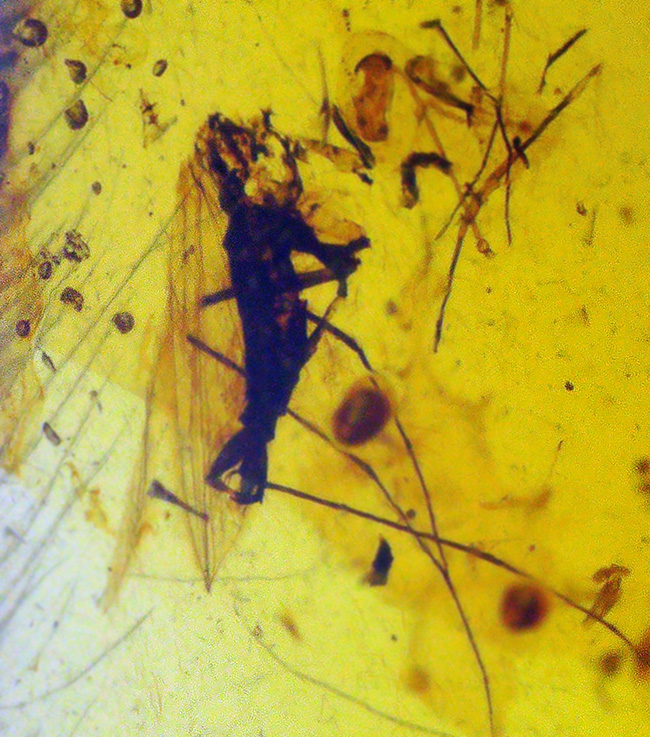 25ミリ級の好サイズ！複数の虫を内包した、世界最古級の琥珀・バーマイト（Burmite）（その3）