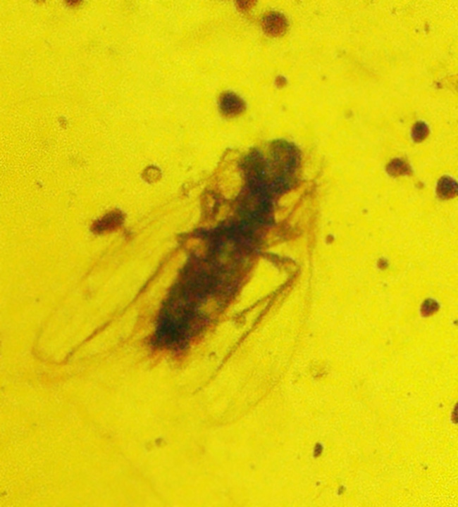 25ミリ級の好サイズ！複数の虫を内包した、世界最古級の琥珀・バーマイト（Burmite）（その4）