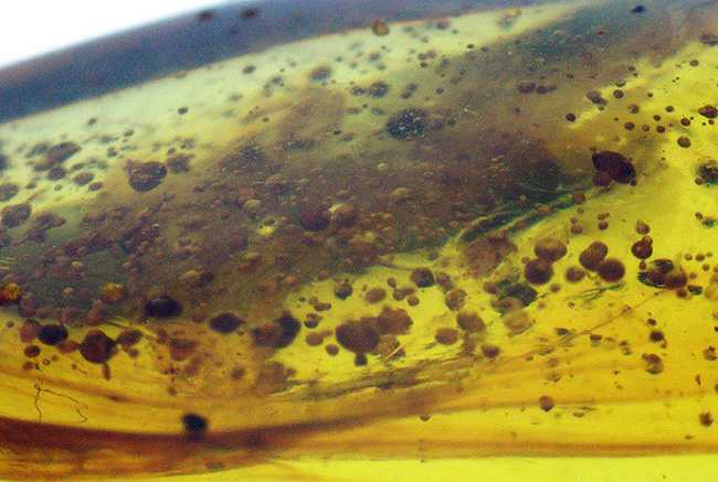 25ミリ級の好サイズ！複数の虫を内包した、世界最古級の琥珀・バーマイト（Burmite）（その5）