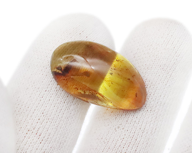 25ミリ級の好サイズ！複数の虫を内包した、世界最古級の琥珀・バーマイト（Burmite）（その7）