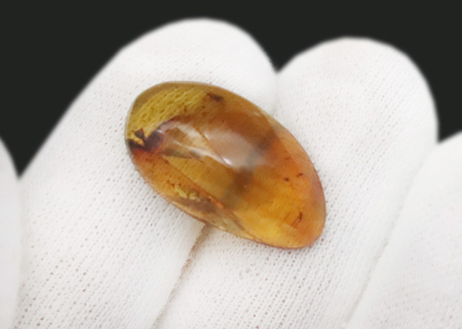 25ミリ級の好サイズ！複数の虫を内包した、世界最古級の琥珀・バーマイト（Burmite）（その8）