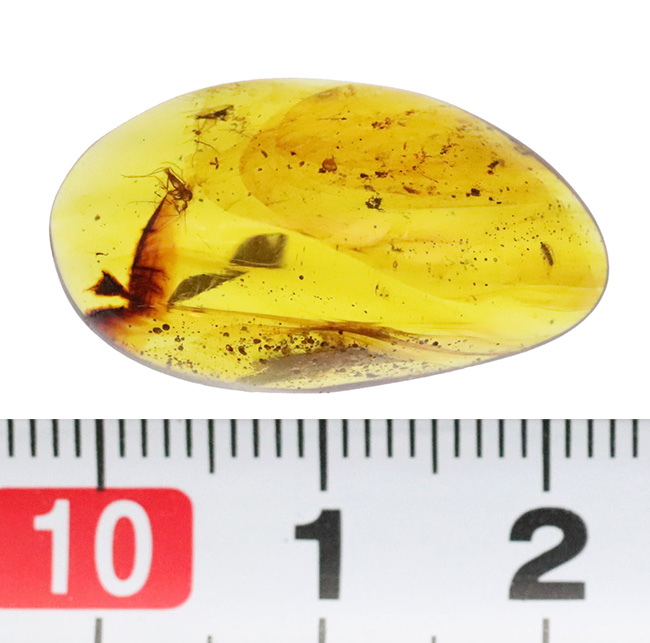 25ミリ級の好サイズ！複数の虫を内包した、世界最古級の琥珀・バーマイト（Burmite）（その9）