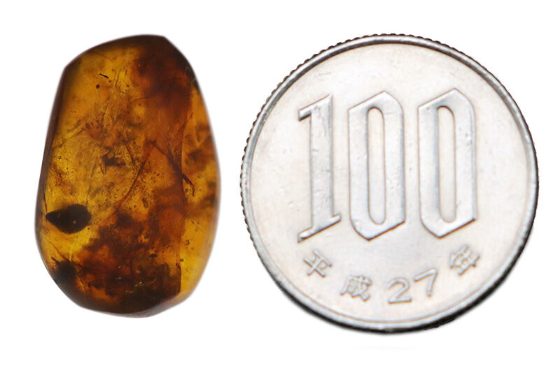 高密度の内包物が造り出す深い琥珀色をお楽しみください。恐竜時代の琥珀、バーマイト（Burmite）（その9）