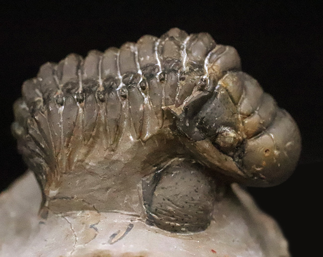 なんとダブル！完品＋頭部のみの部分化石、合計二体のクロタロセファルス（Crotalocephalus gibbus）が揃った、極めて珍しい群集化石（その1）