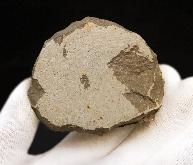 なんとダブル！完品＋頭部のみの部分化石、合計二体のクロタロセファルス（Crotalocephalus gibbus）が揃った、極めて珍しい群集化石（その10）