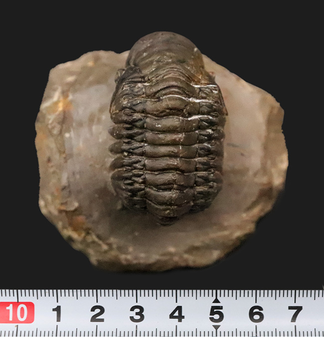 なんとダブル！完品＋頭部のみの部分化石、合計二体のクロタロセファルス（Crotalocephalus gibbus）が揃った、極めて珍しい群集化石（その11）